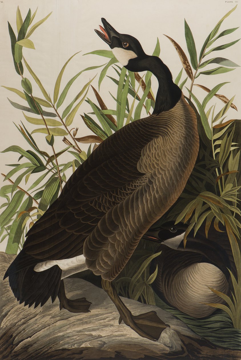 Ganso do Canadá, 1827-1838 (wc no papel) de John James Audubon