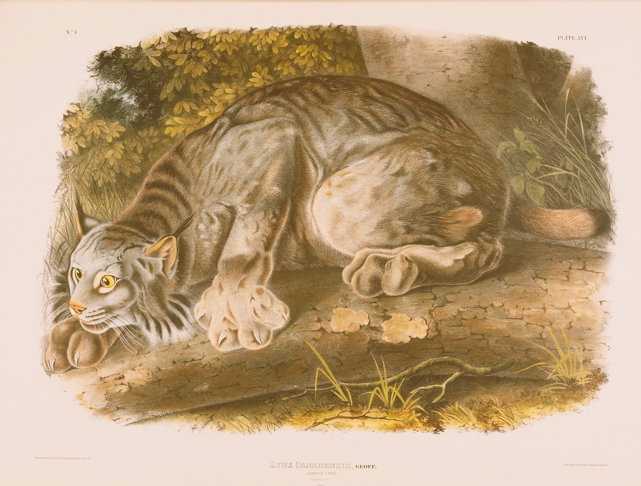 Lince do Canadá de John James Audubon