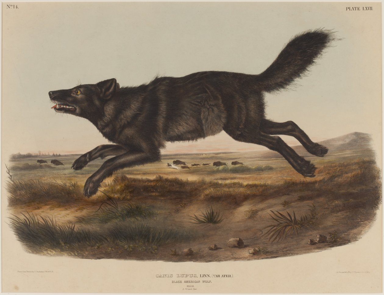 Canis Lupus (Black America Wolf) de John James Audubon