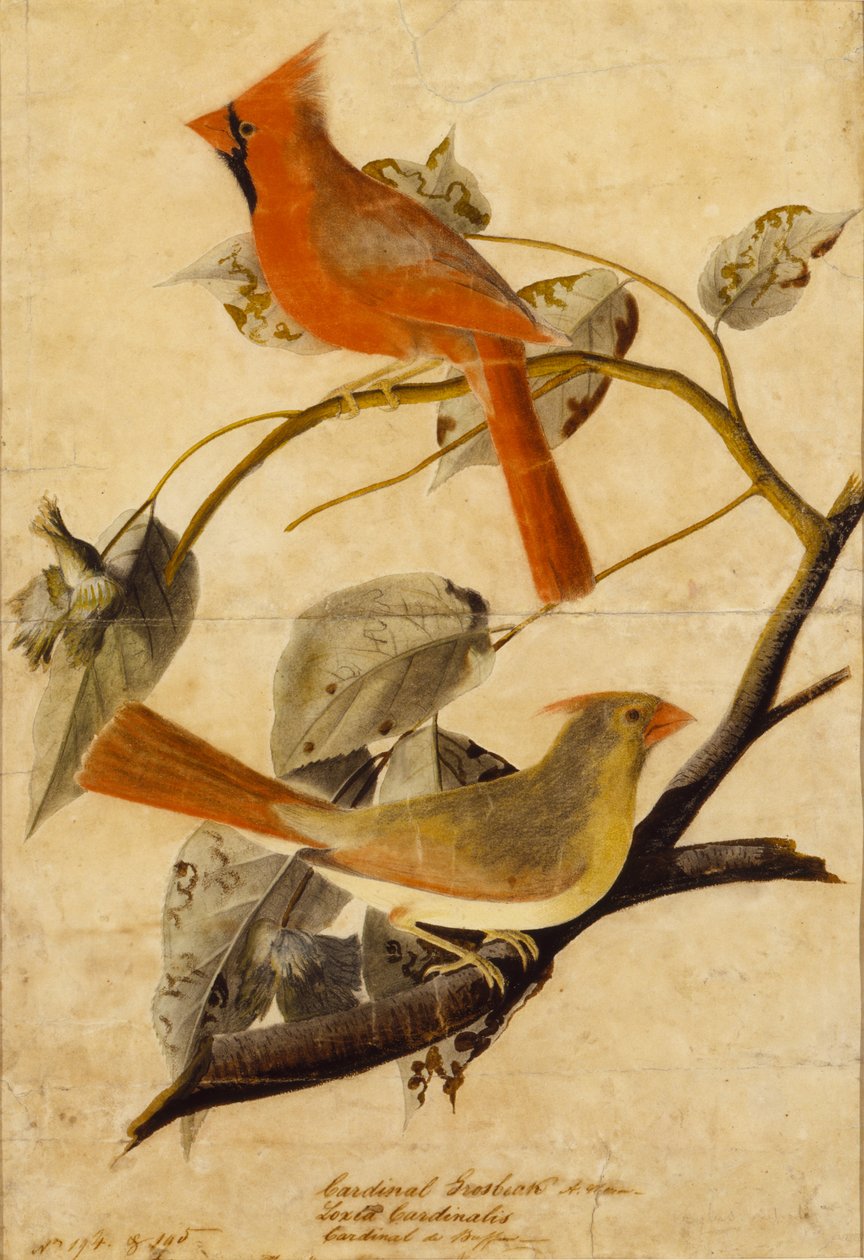 Bico-grossudo-cardeal de John James Audubon