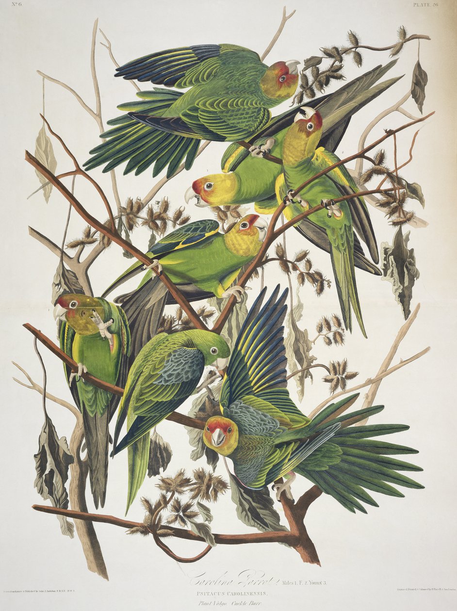 Carolina Parakeet, de 
