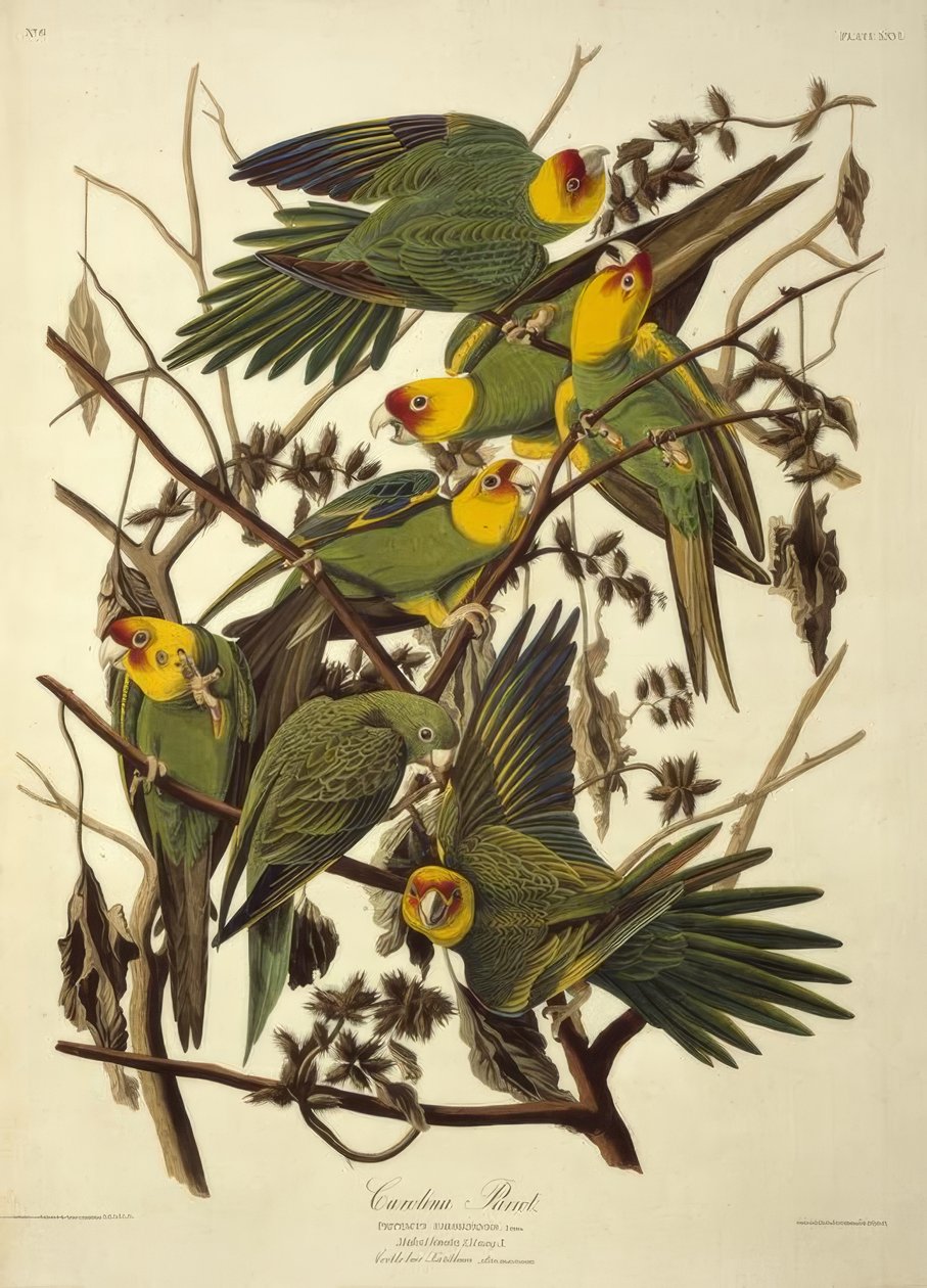 Carolina Parrot. Psittacus Carolinensis de John James Audubon
