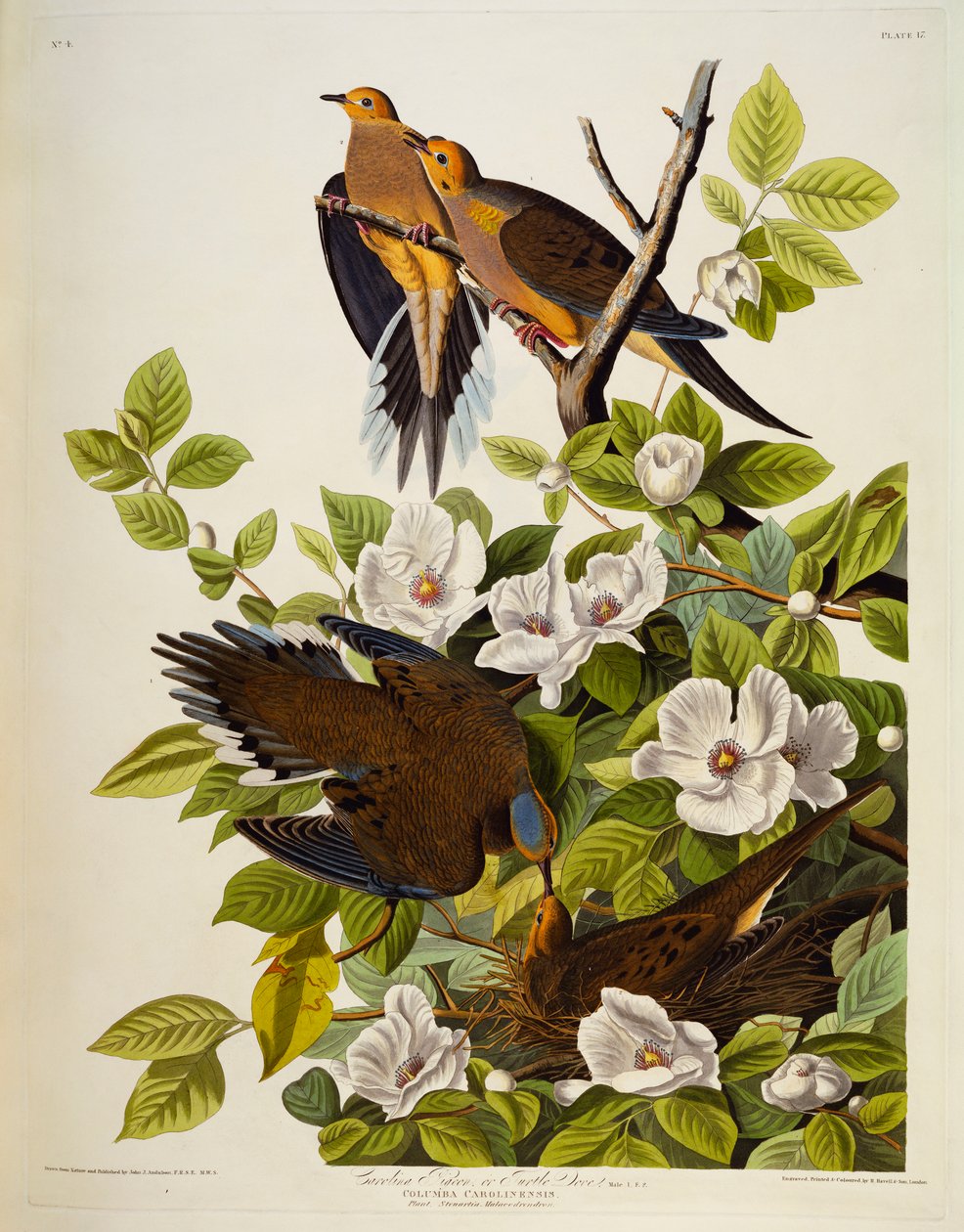Carolina Turtledove. Pomba de luto, de John James Audubon