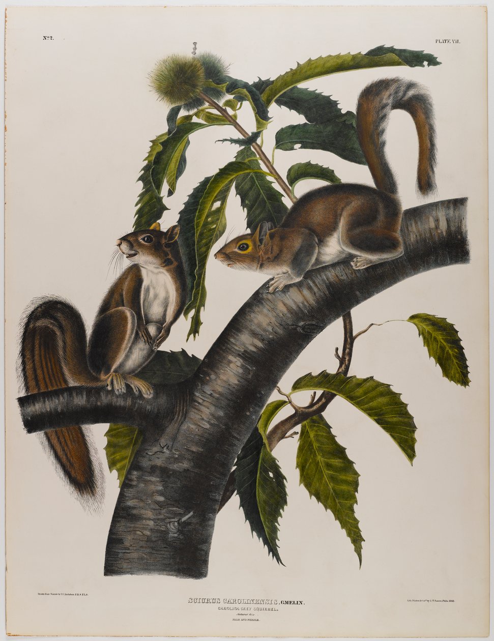 Esquilo cinzento de Carolina de John James Audubon