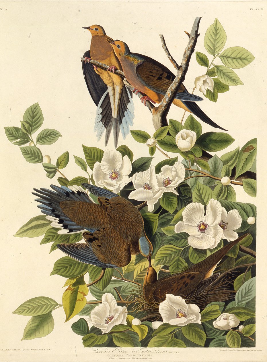 Carolina Pombo ou Carolina Rola. Dos pássaros da América, 1827-1838. de John James Audubon