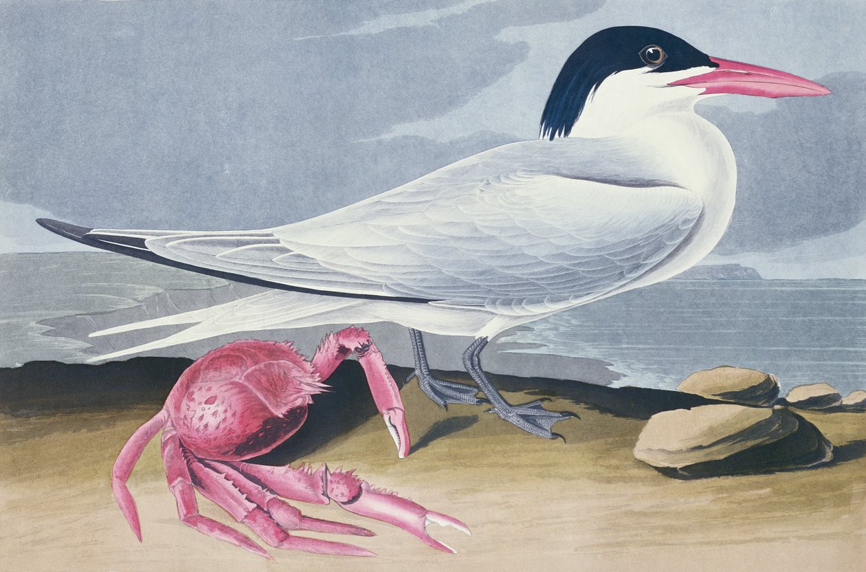 Cayenne Tern de John James Audubon