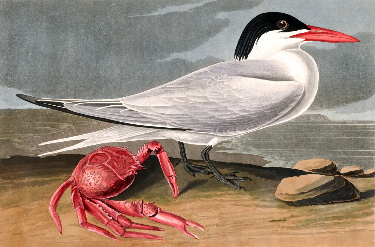 Garajau de Caiena, Sterna Maxima, de "os pássaros da América" por John J. Audubon, bar. 1827-38 de John James Audubon