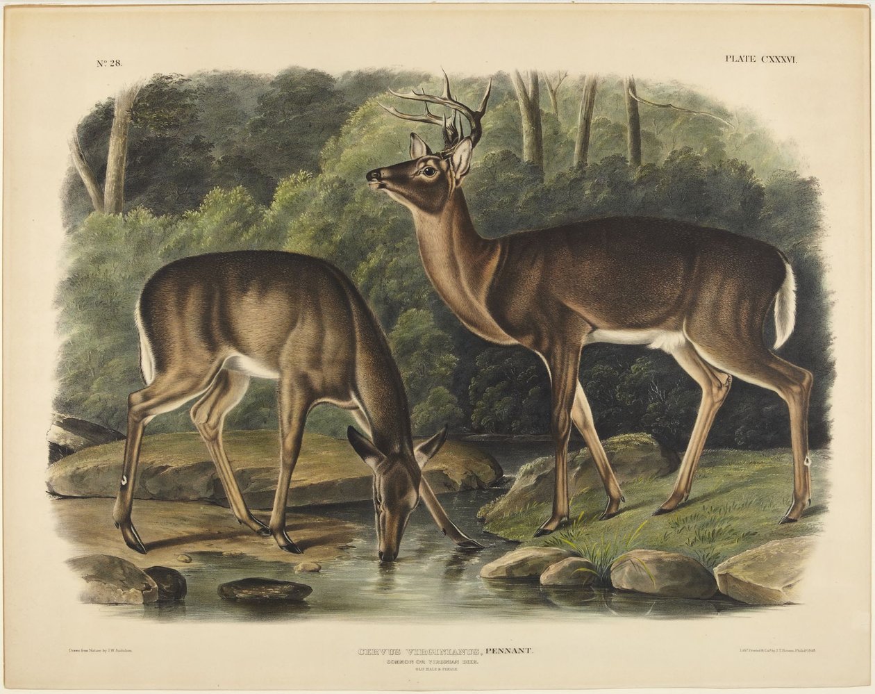 Veado da Virgínia, Pennant de John James Audubon