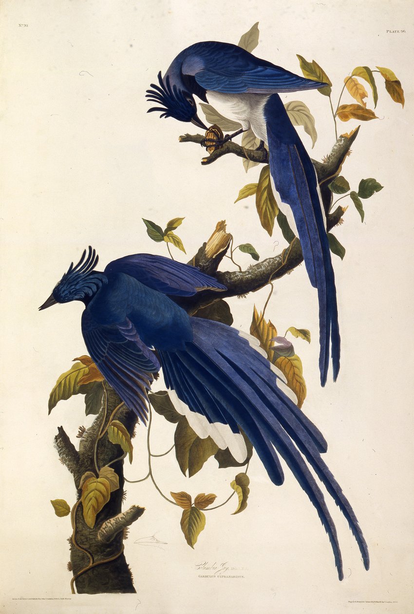 Columbia Jay Garrulus ultramarinus. Dos pássaros da América, 1827-1838. de John James Audubon