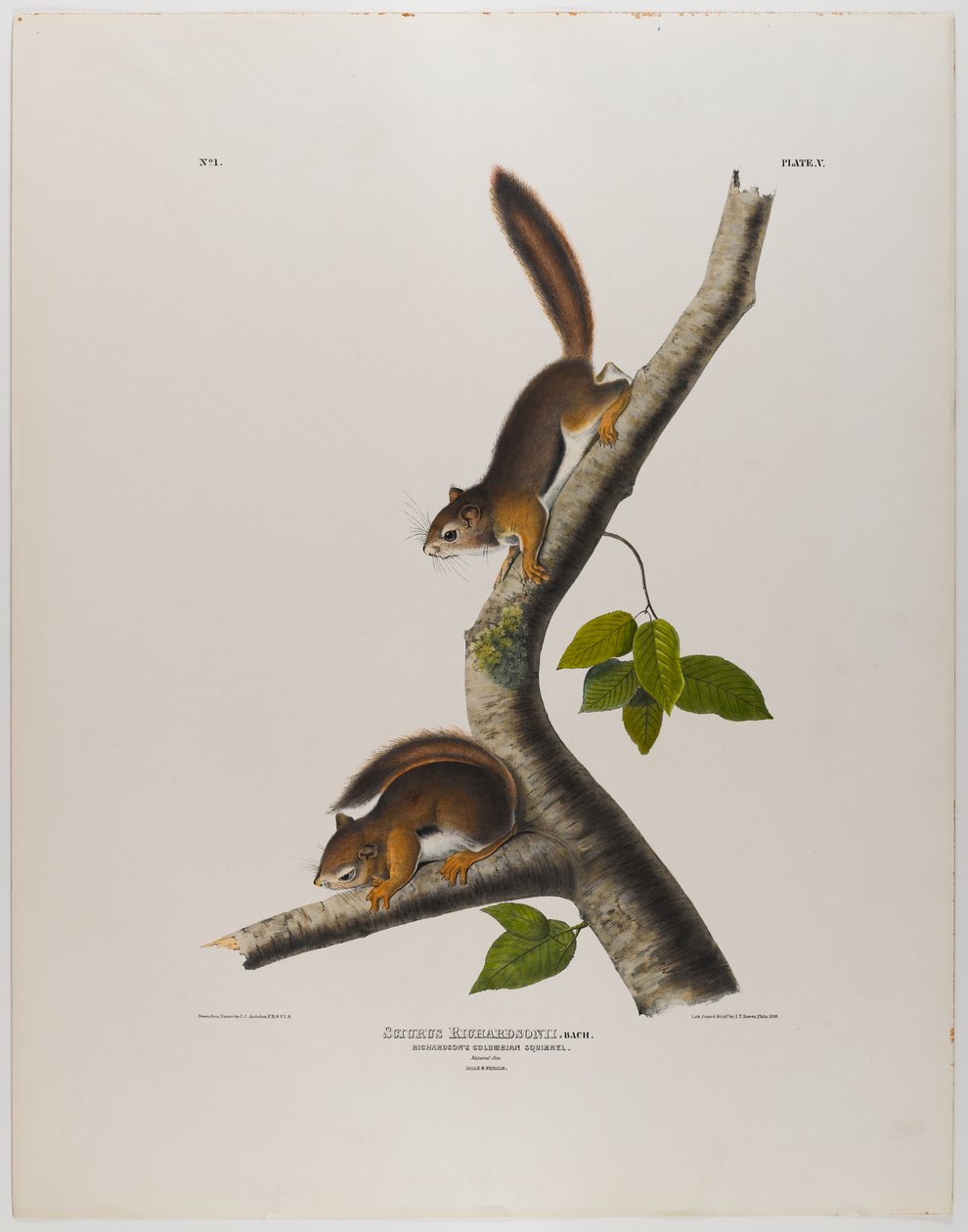 Esquilo colombiano de John James Audubon