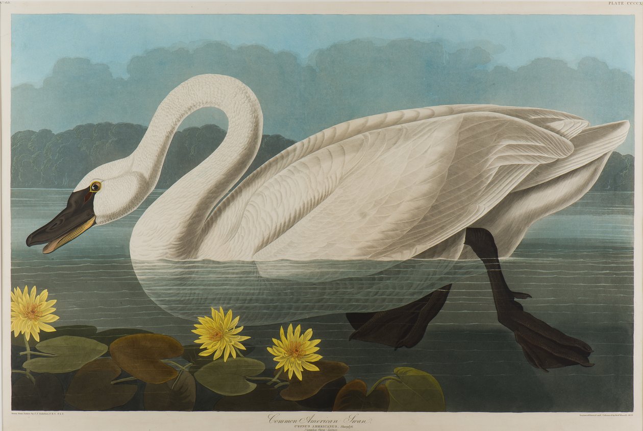 Cisne americano comum, 1838 (wc no papel) de John James Audubon