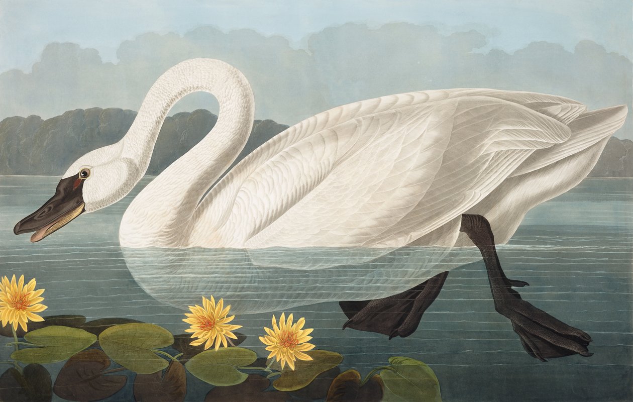 Cisne americano comum, Cygnus Americanus, de "os pássaros de América" por John J. Audubon, bar. 1827-38 de John James Audubon