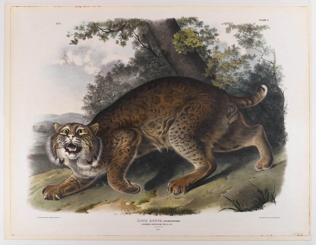 Wildcat americano comum de John James Audubon