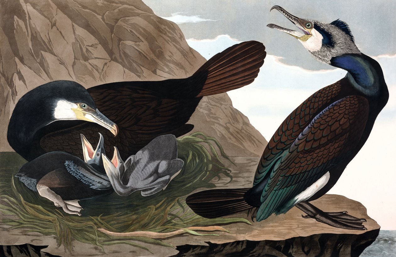 Cormorant comum, Phalacrocorax Carbo, de "The Birds of America" de John J. Audubon, pub. 1827-38 (gravura colorida à mão) de John James Audubon