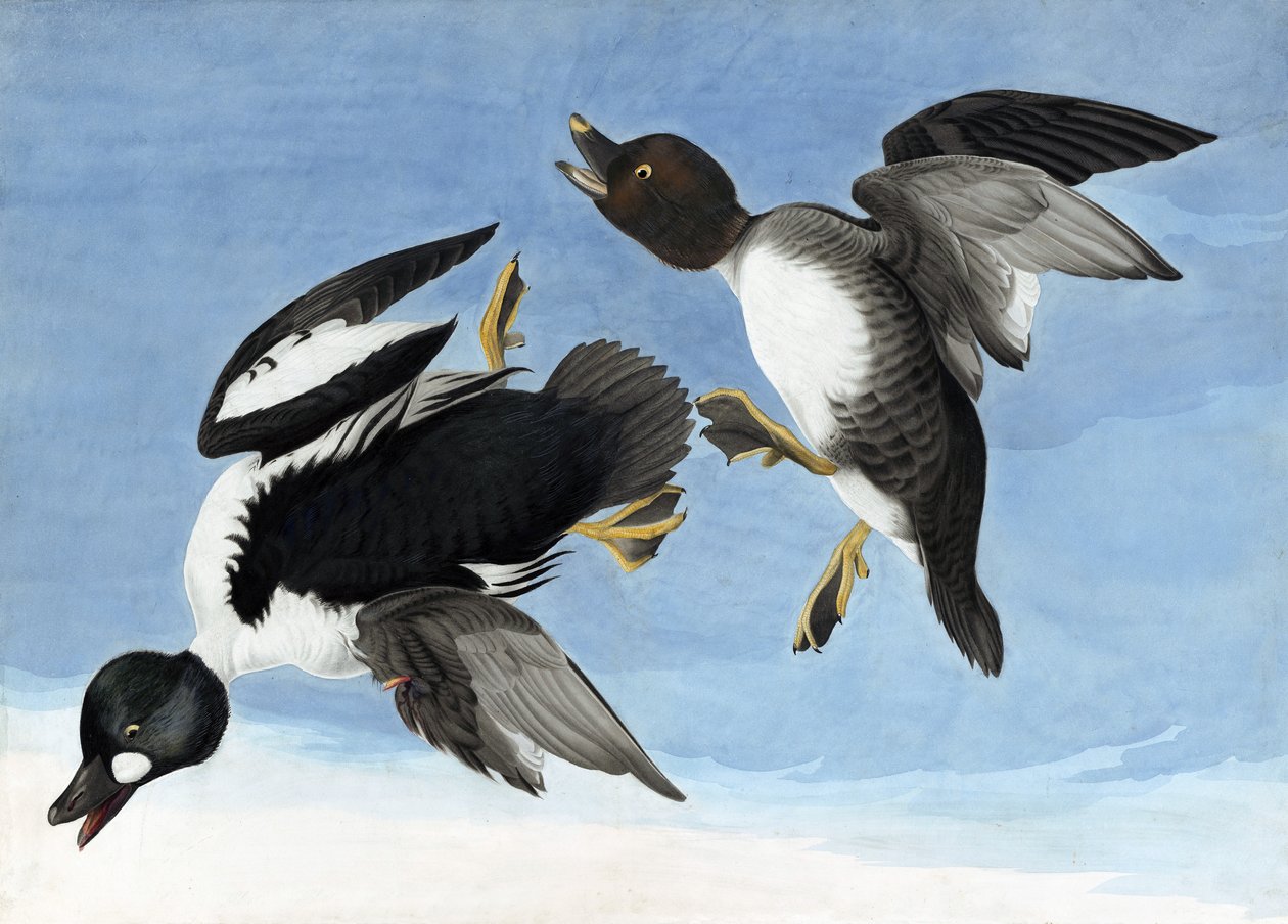Goldeneye comum, de "os pássaros da América" por John J. Audubon, bar. 1827-38 de John James Audubon