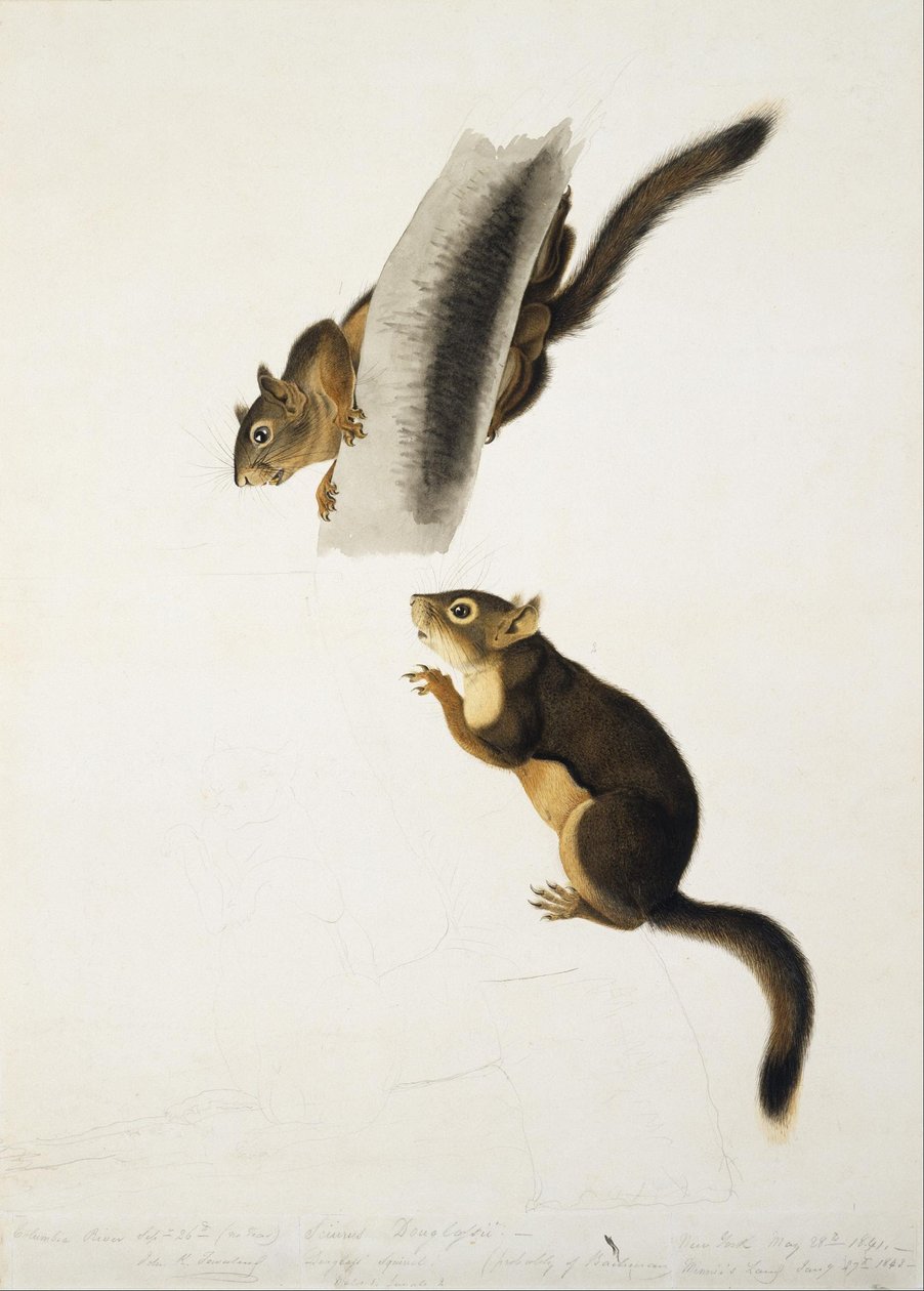 Esquilo-de-Douglas de John James Audubon