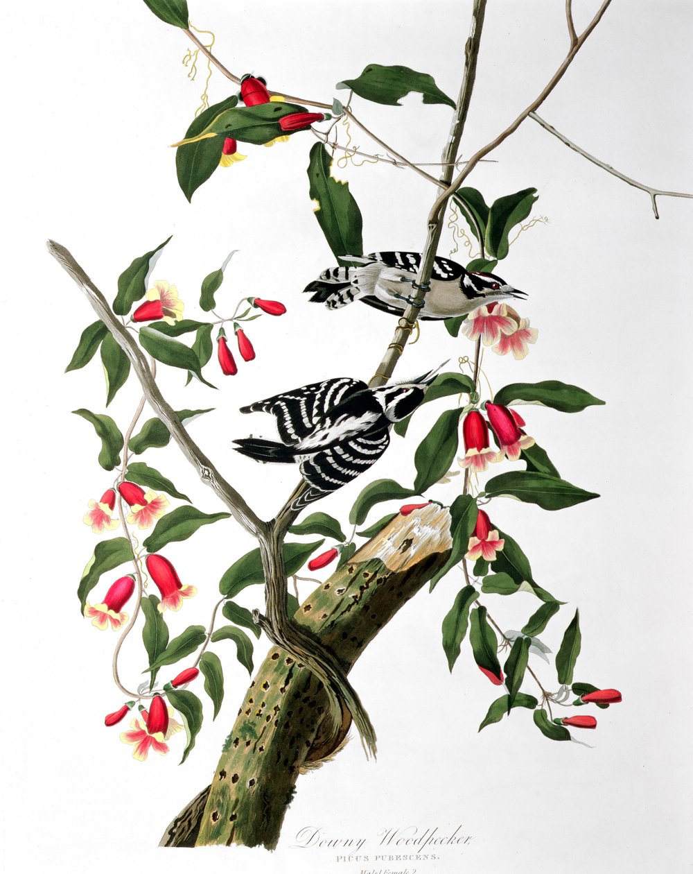 Pica-pau Downy, de &39;Birds of America&39;, gravado por Robert Havell (1793-1878) de John James Audubon
