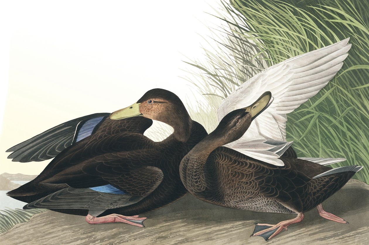 Pato obscuro, Anas Obscura, de "os pássaros da América" por John J. Audubon, bar. 1827-38 de John James Audubon