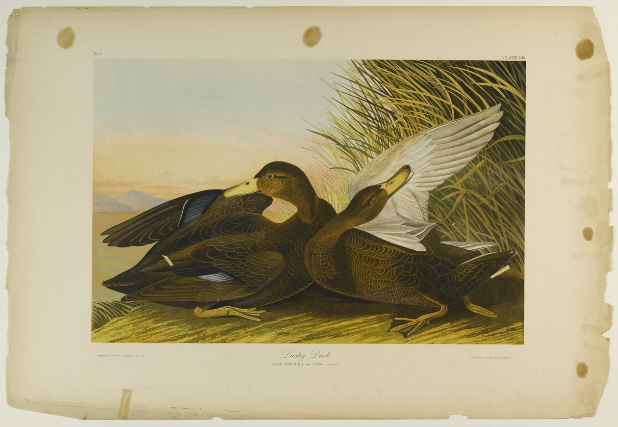 Pato Escuro, impresso por Julien Bien e publicado por Roe Lockwood & Son, 1861 (cromolitógrafo) de John James Audubon