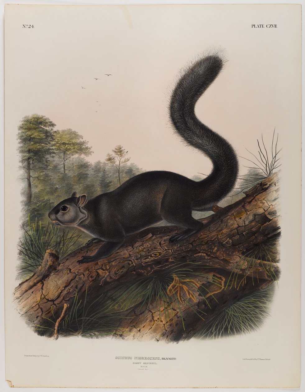 Esquilo sombrio de John James Audubon