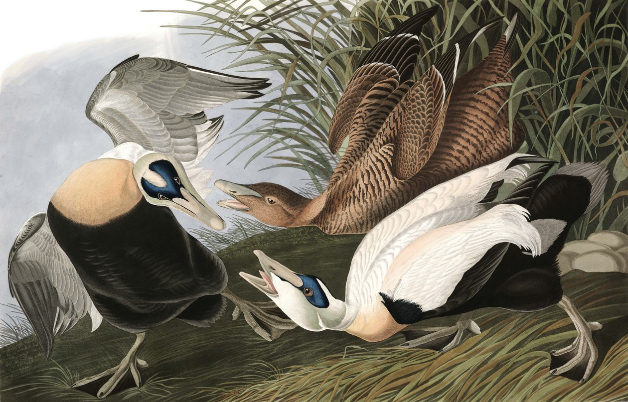 Eider Duck, Fuligula Mollissima, de "Os Pássaros da América", de John J. Audubon, pub. 1827-38 de John James Audubon