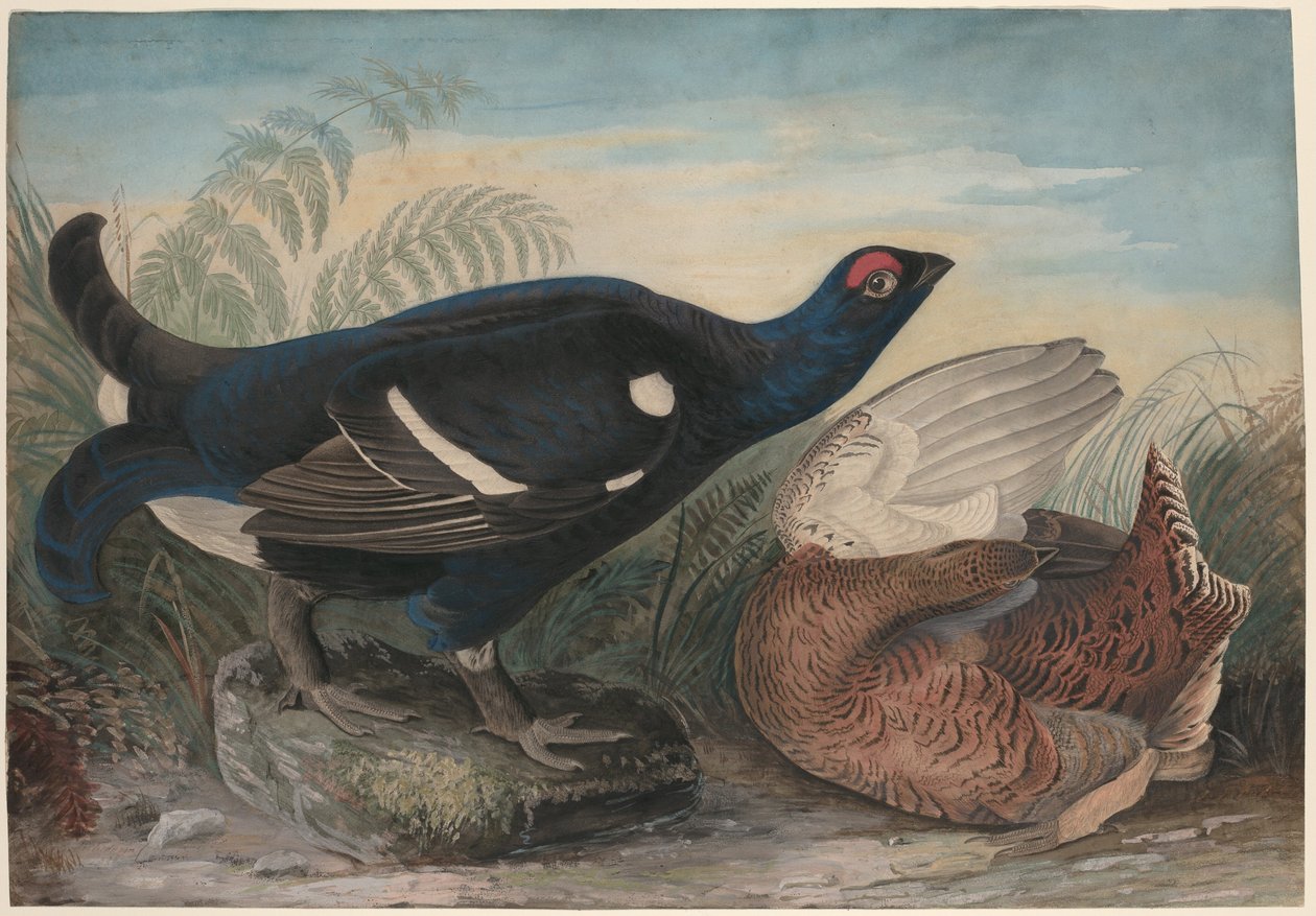 Galos pretos ingleses de John James Audubon