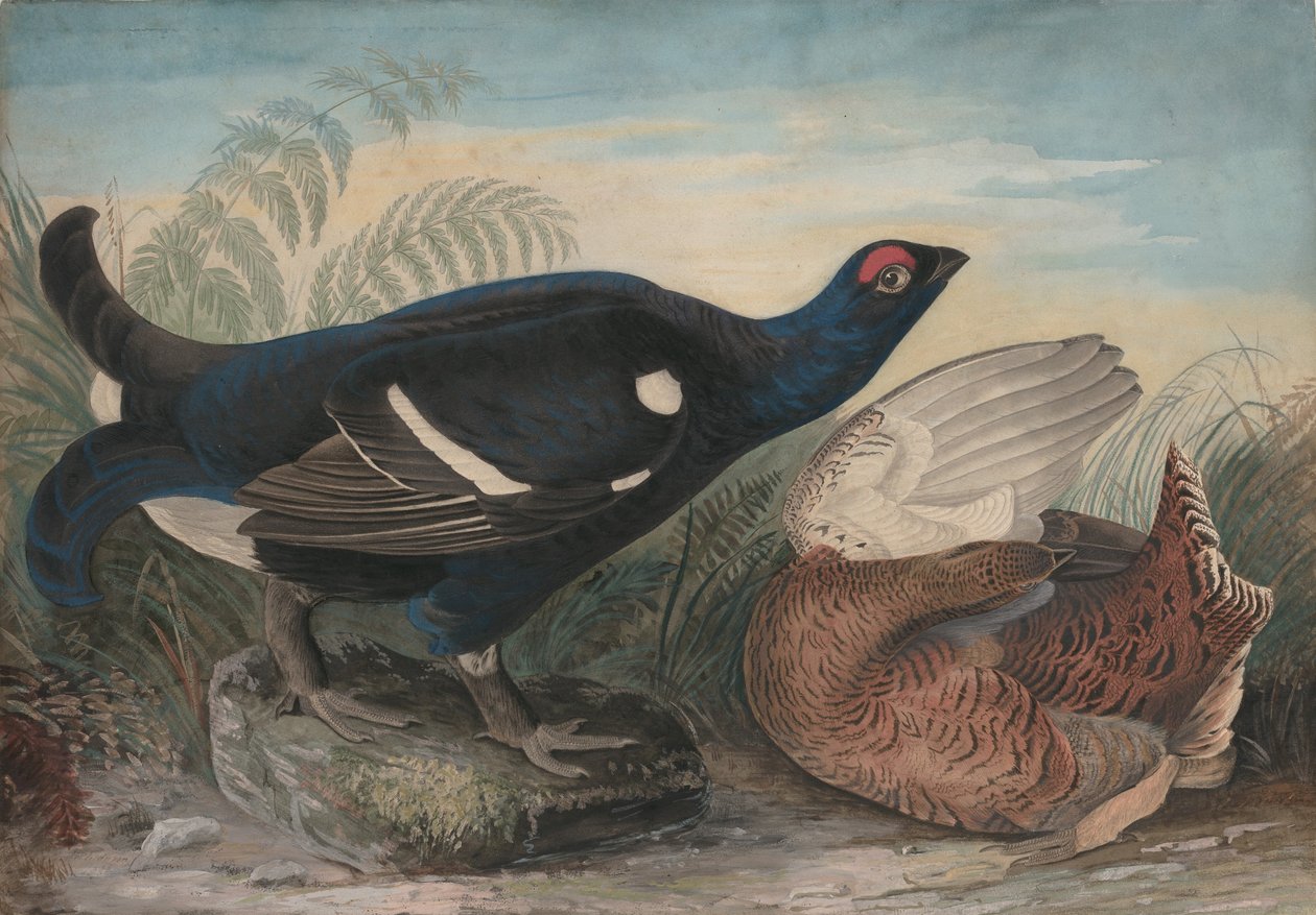 Galos Negros Ingleses, 1828. de John James Audubon