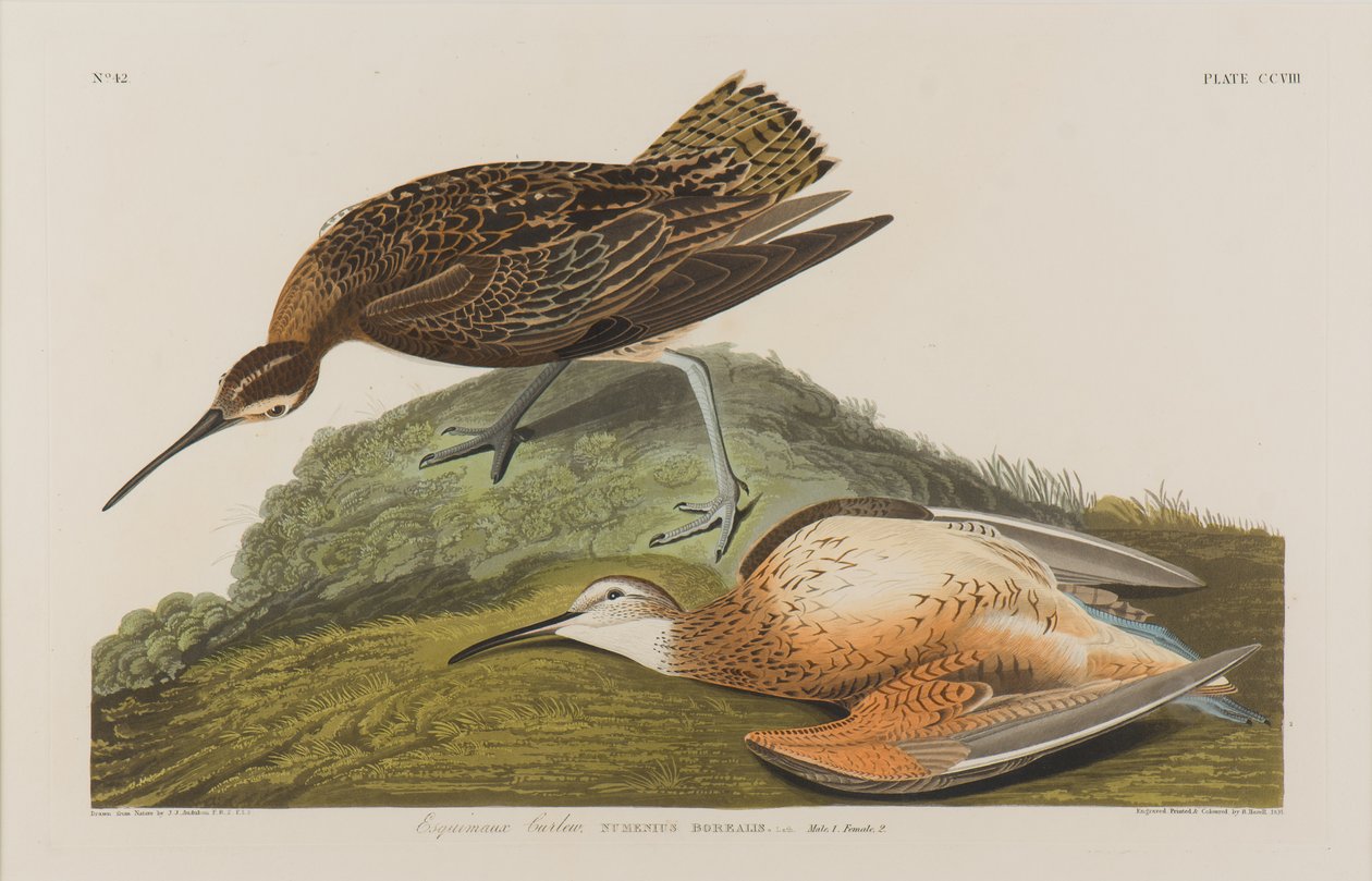 Esquimax Curlew, 1834 (wc no papel) de John James Audubon