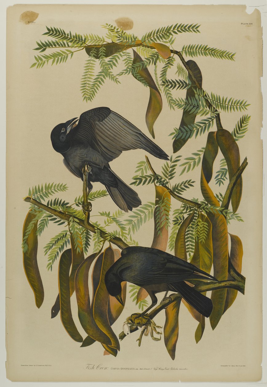Fish Crow, impresso por Julien Bien e publicado por Roe Lockwood & Son, 1861 (cromolitógrafo) de John James Audubon