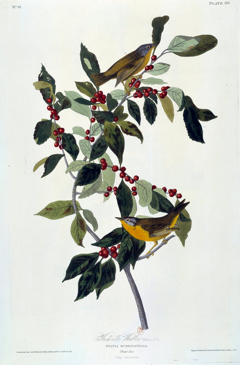 Flowers and Birds Silk Painting by John James Audubon (1780-1851) (ec.am.) 1826-1830. Paris, B.N. de John James Audubon