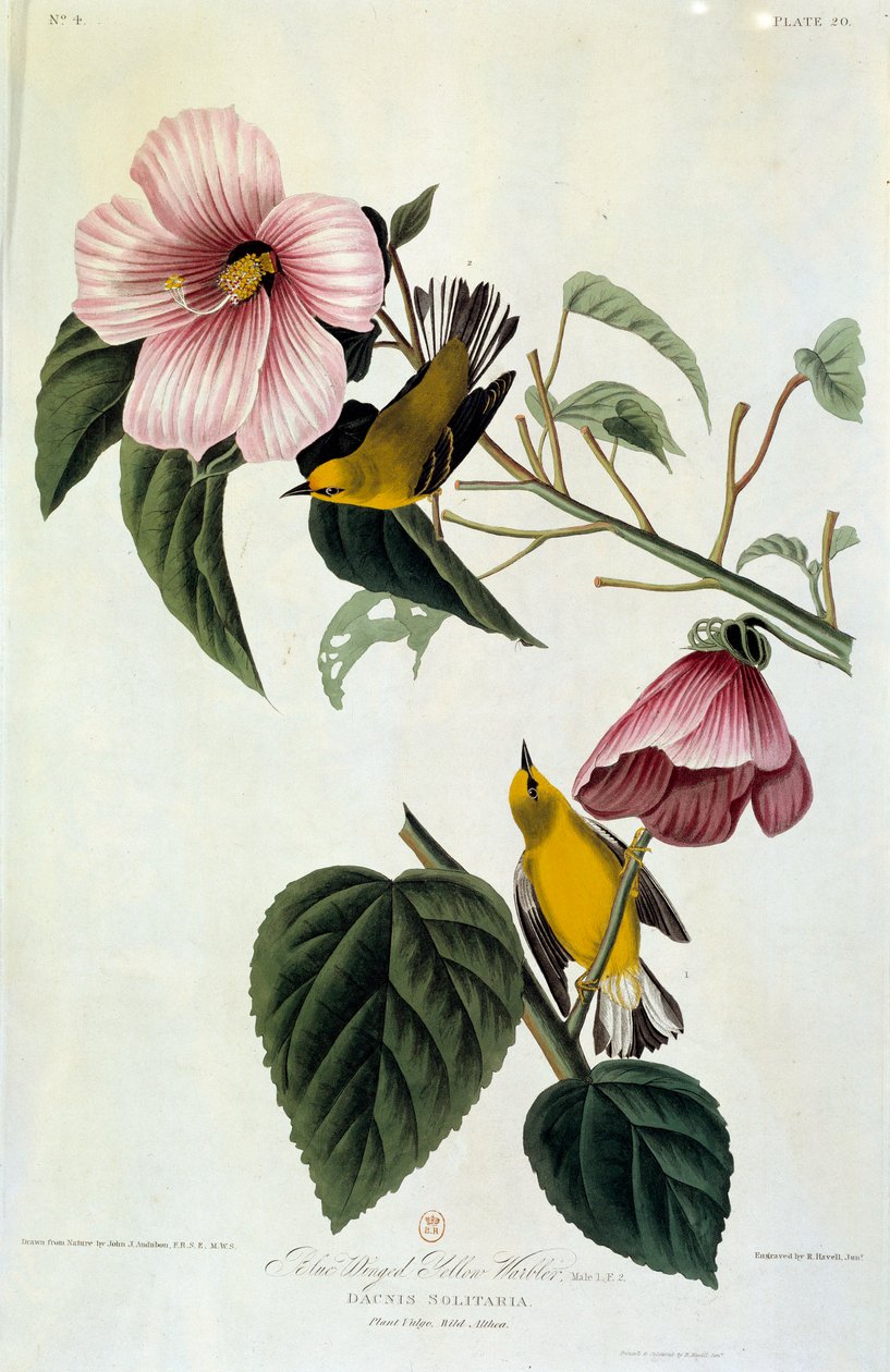 Flowers and Birds Silk Painting by John James Audubon (1780-1851) (ec.am.) 1826-1830. Paris, B.N. de John James Audubon