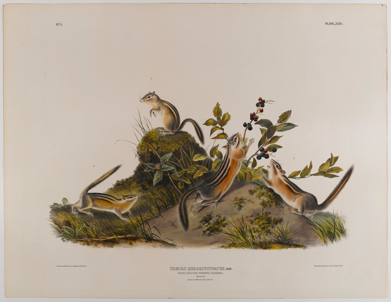 Esquilo à terra quatro-listrado de John James Audubon