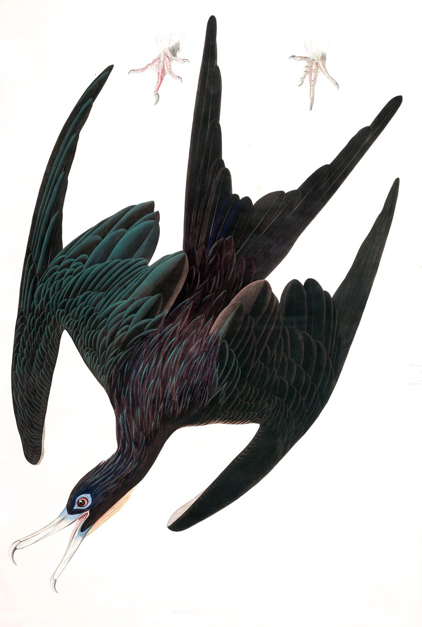Frigate Pelican, Tachypetes Aquilis, de "The Birds of America" de John J. Audubon, pub. 1827-38 (gravura colorida à mão) de John James Audubon