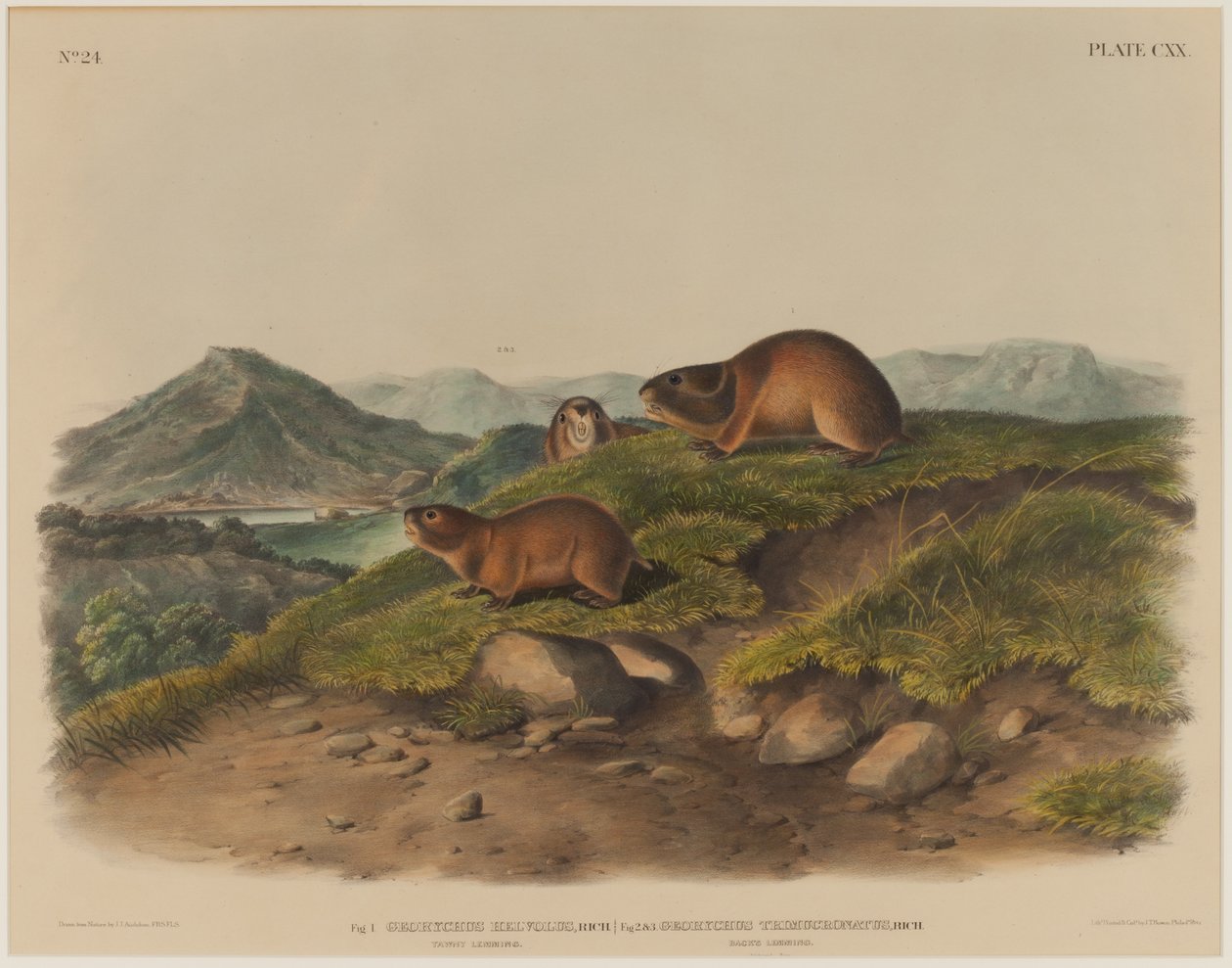 Georychus Helvolus e Georychus Trimucronatus de John James Audubon