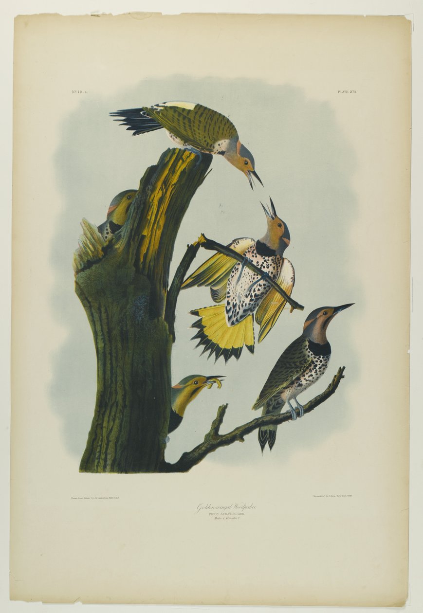 Pica-pau-de-asa-dourada, impresso por Julien Bien e publicado por Roe Lockwood & Son, 1861 (cromolitógrafo) de John James Audubon