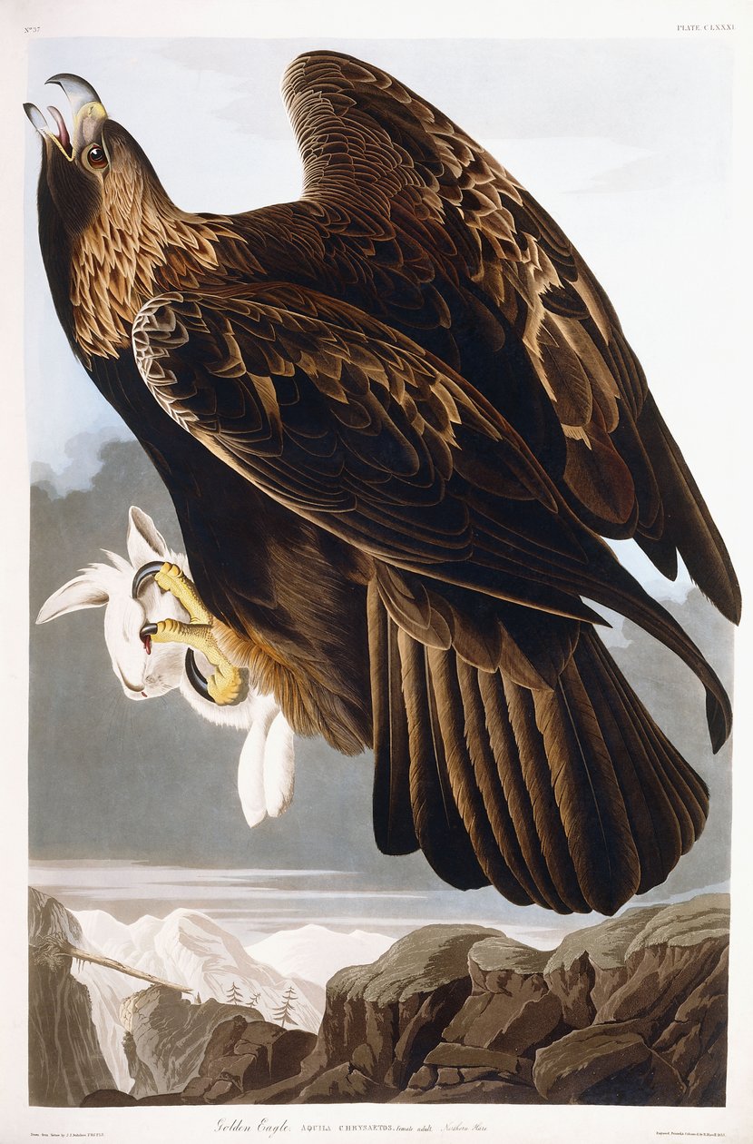 Águia dourada, 1833 de John James Audubon