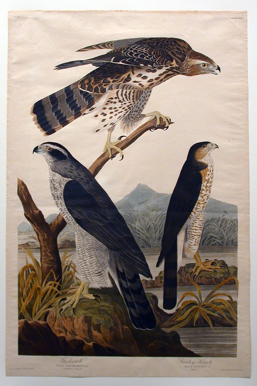 Aguia-real, Falcão-de-Stanley (n.º 29) de John James Audubon