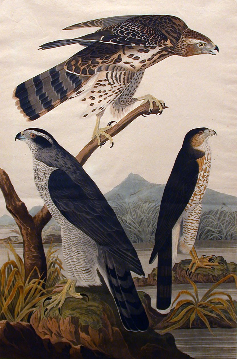 Goshawk, Stanley Hawk No. 29, 1830. de John James Audubon