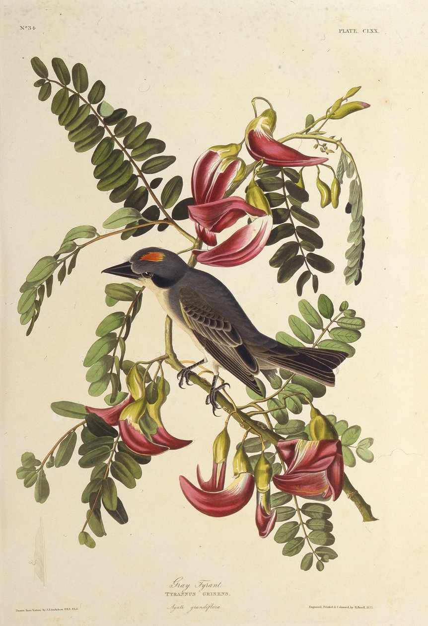 Tirano cinzento. Dos pássaros da América, 1827-1838. de John James Audubon