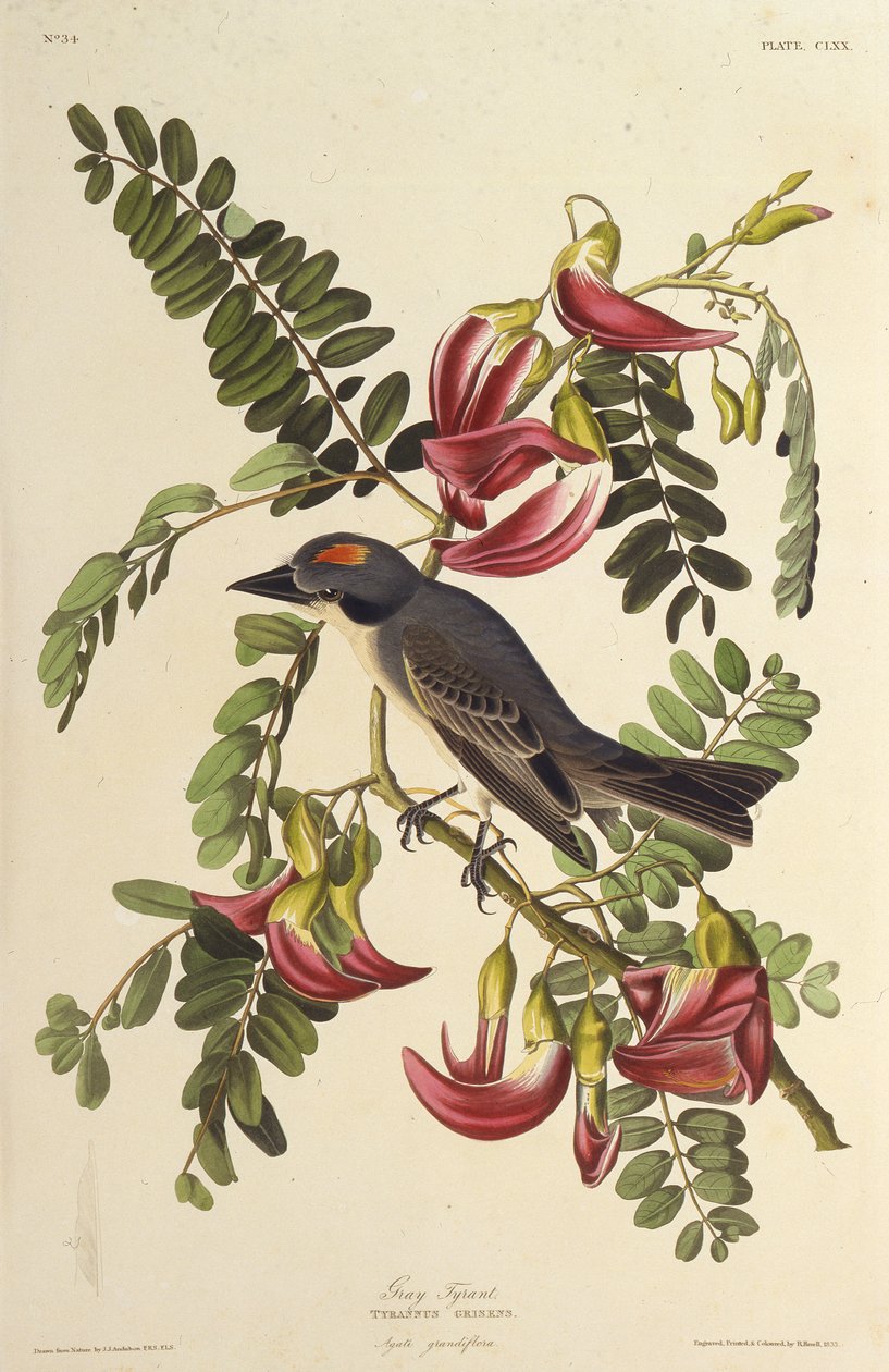 Tirano cinzento. Dos pássaros da América, 1827-1838. de John James Audubon