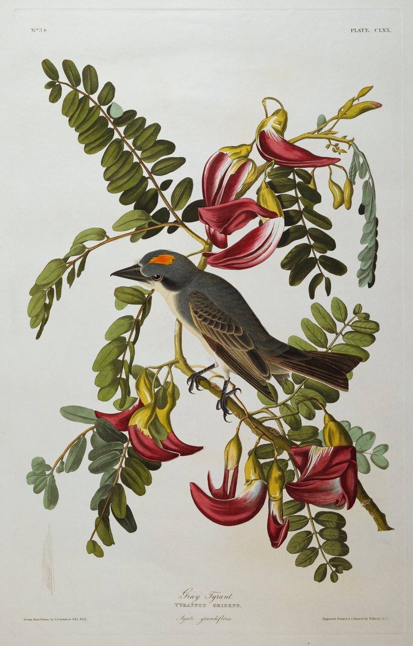 Tirano cinzento. Grey Kingbird de John James Audubon