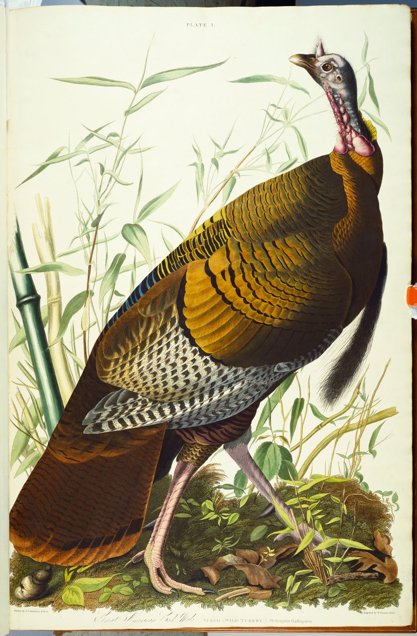 Grande Beck masculino americano. Peru selvagem de John James Audubon