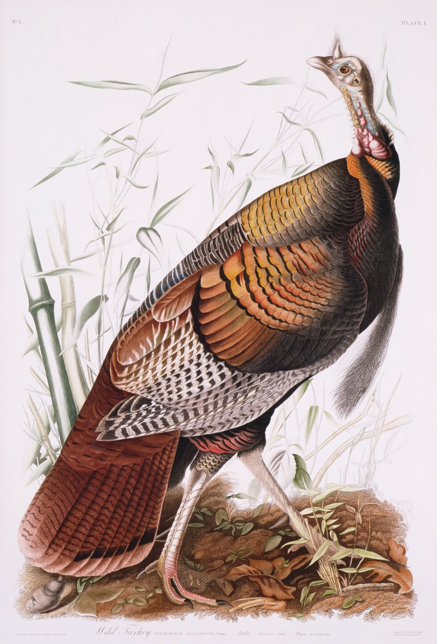 Grande galo americano, ou peru selvagem de John James Audubon