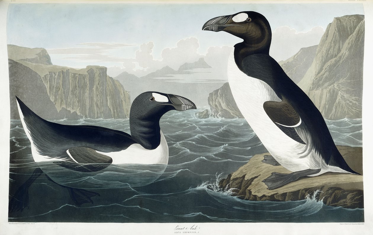 Great Auk, 1836 de John James Audubon