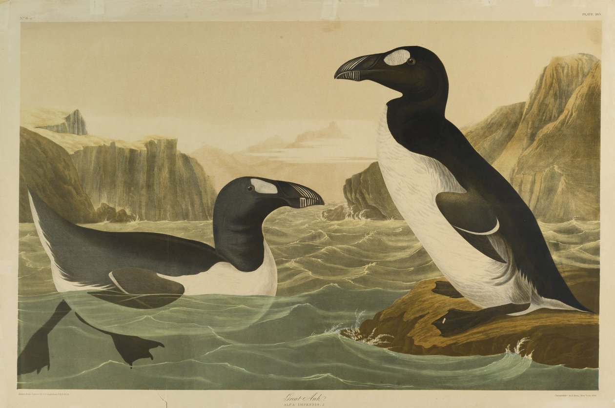 Grande Auk, impresso por Julien Bien e publicado por Roe Lockwood & Son, 1861 (cromolitógrafo) de John James Audubon