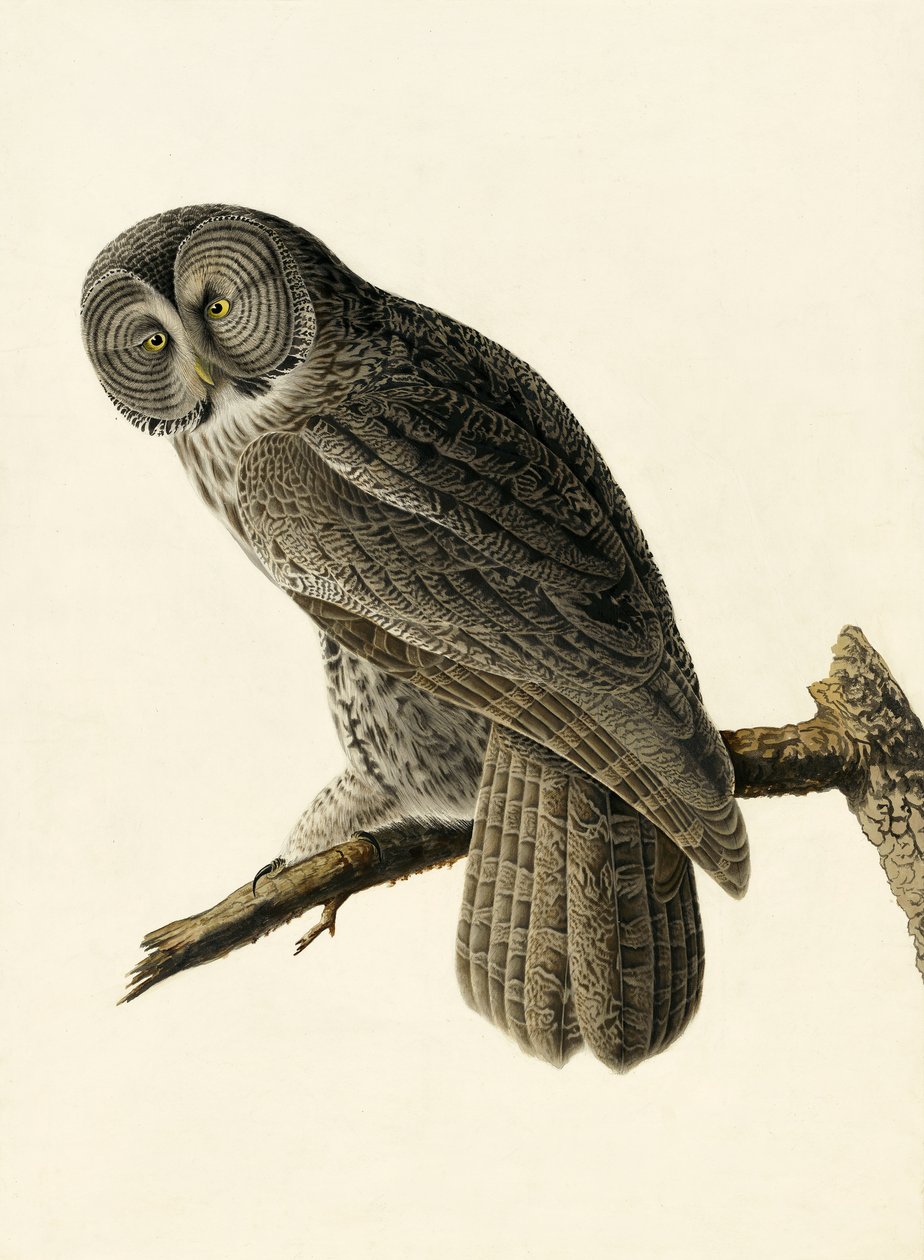 Grande coruja Cinereous, Strix Nebulosa, "dos pássaros de América" por John J. Audubon, bar. 1827-38 de John James Audubon