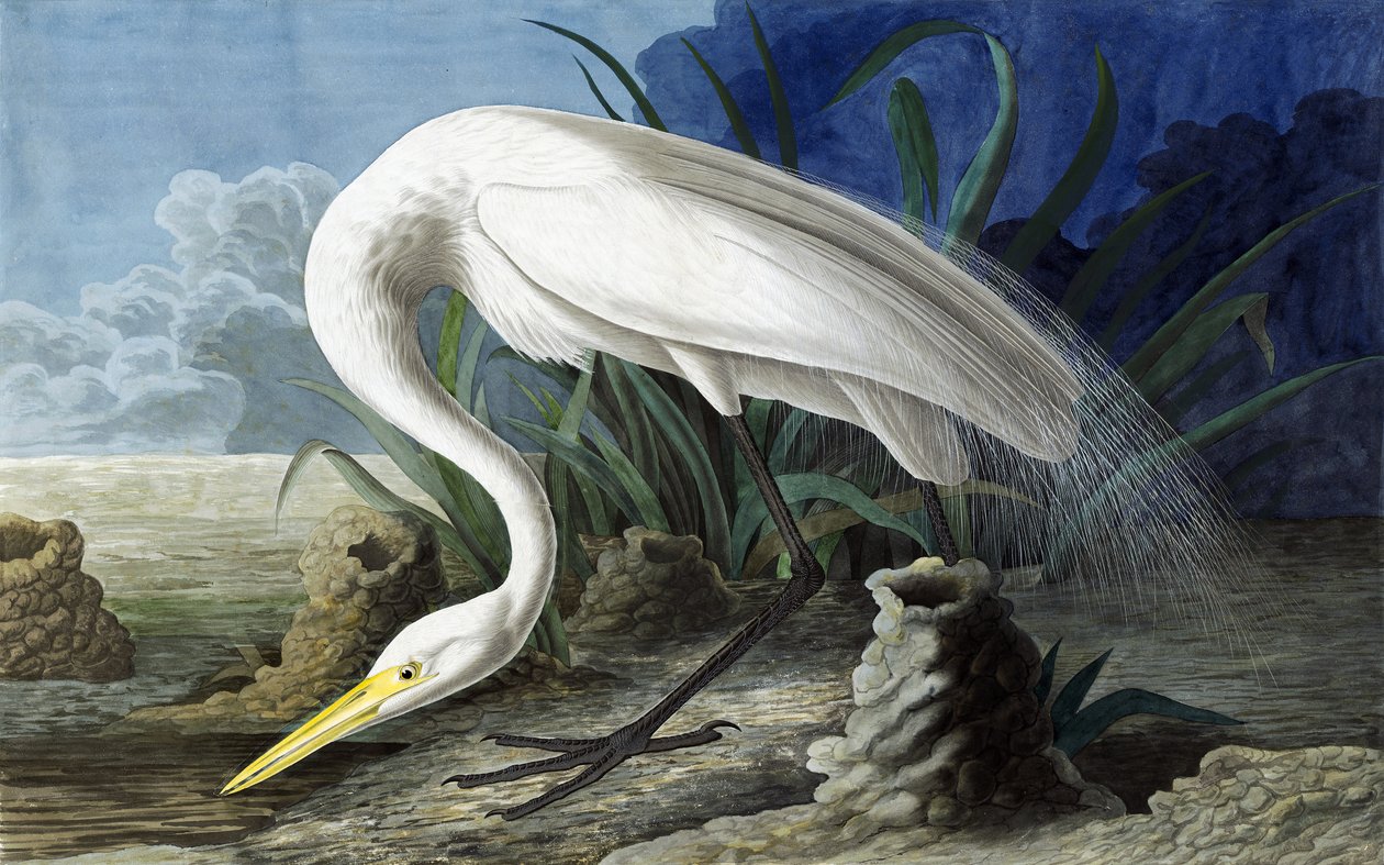 Grande Egret, Casmerodius Albus, de "Os Pássaros da América" por John J. Audubon, pub. 1827-38 de John James Audubon