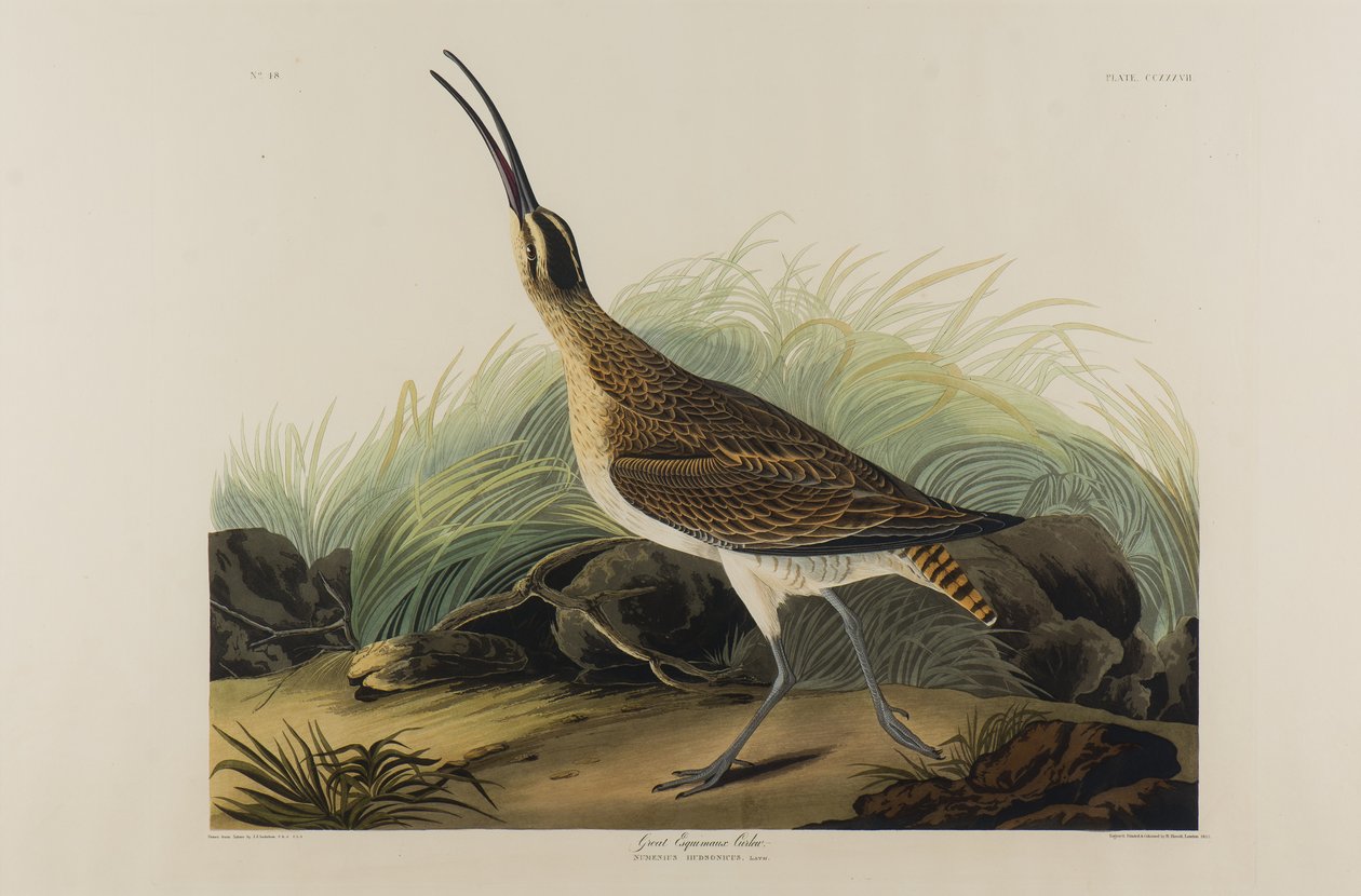 Grande maçarico de Esquimaux, 1835 (wc no papel) de John James Audubon