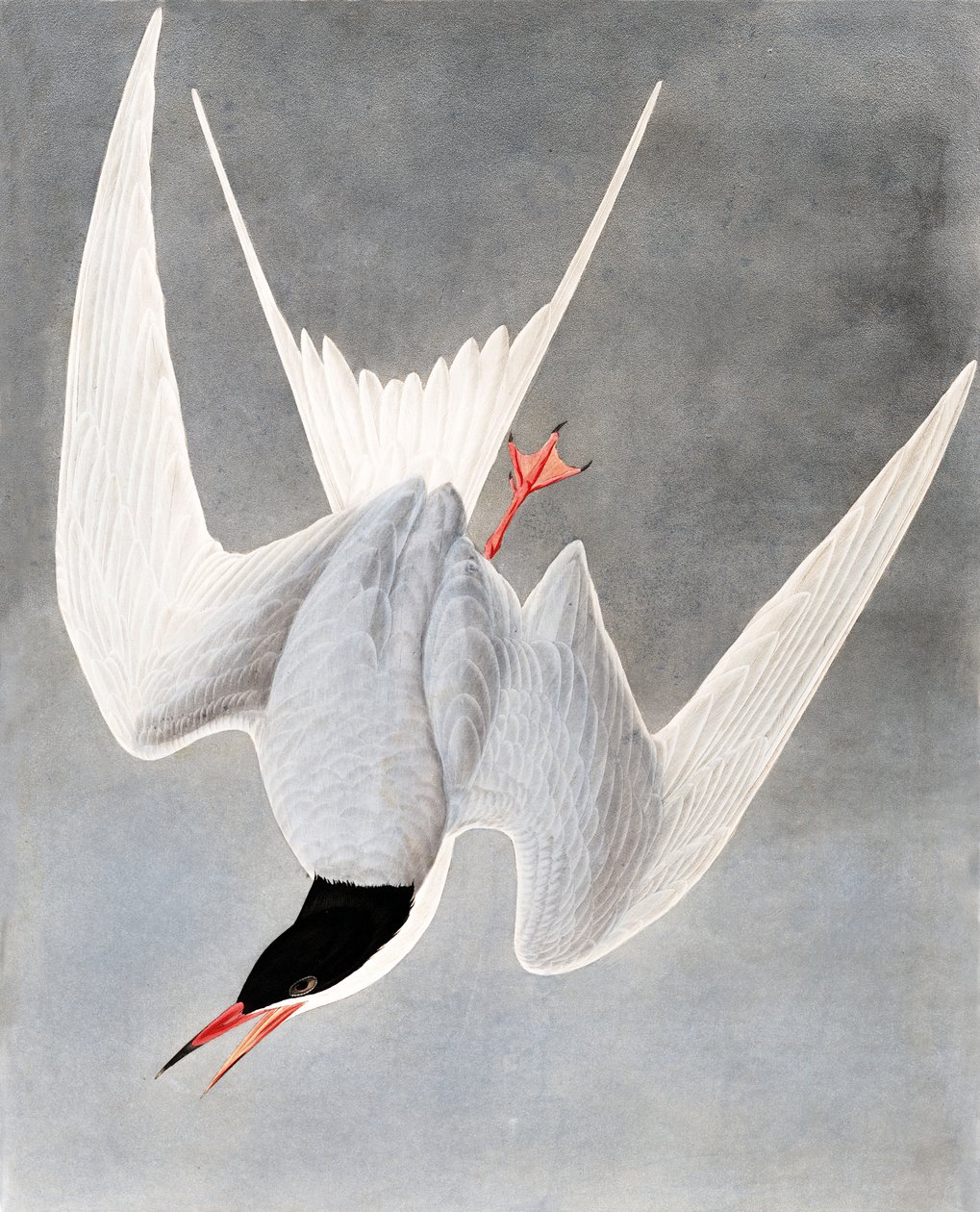 Grande Tern, Sterna Hirundo, de "os pássaros da América" por John J. Audubon, bar. 1827-38 de John James Audubon