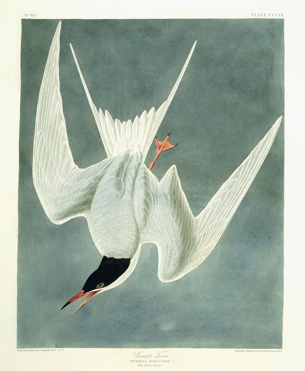 Grande Volta, Macho, Plumagem da Primavera, 1836 de John James Audubon
